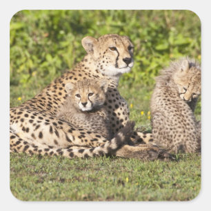Afrika. Tansania. Gepardenmutter und Junge 2 Quadratischer Aufkleber