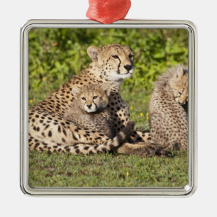 Afrika. Tansania. Gepardenmutter und Junge 2 Silbernes Ornament