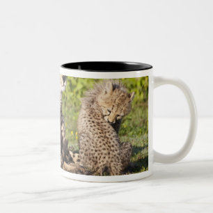 Afrika. Tansania. Gepardenmutter und Junge 2 Zweifarbige Tasse