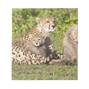 Afrika. Tansania. Gepardmutter und Junge 2 Notizblock
