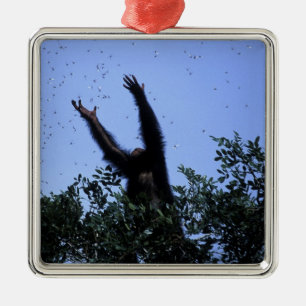 Afrika, Tansania, Glitter greift nach Fliegendem Silbernes Ornament