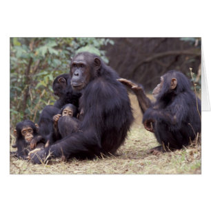 Afrika, Tansania, Gombe NP Junges Weibchen