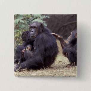 Afrika, Tansania, Gombe NP Junges Weibchen Button