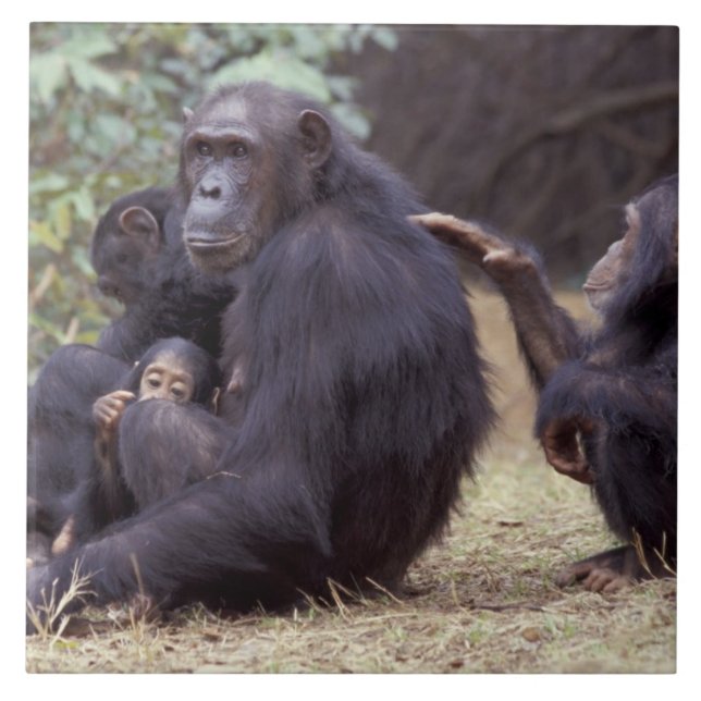 Afrika, Tansania, Gombe NP Junges Weibchen Fliese (Vorderseite)