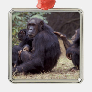 Afrika, Tansania, Gombe NP Junges Weibchen Ornament Aus Metall