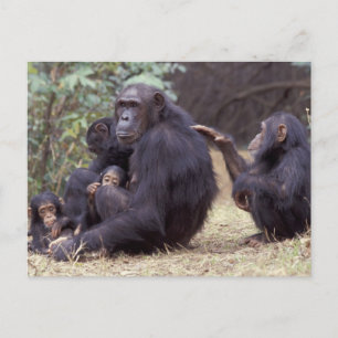 Afrika, Tansania, Gombe NP Junges Weibchen Postkarte