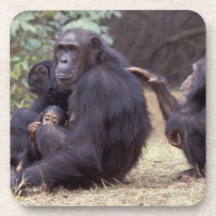 Afrika, Tansania, Gombe NP Junges Weibchen Untersetzer