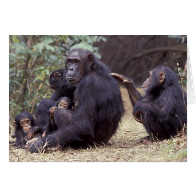 Afrika, Tansania, Gombe NP Säugling (Vorderseite (Horizontal))