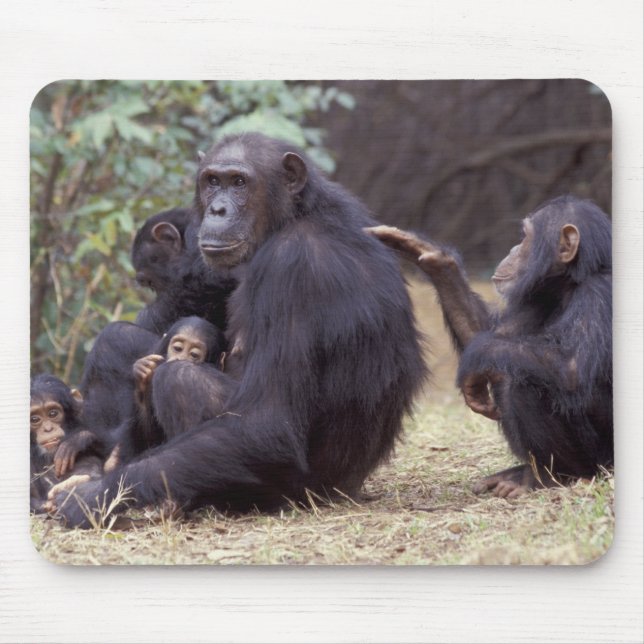 Afrika, Tansania, Gombe NP Säugling Mousepad (Vorne)