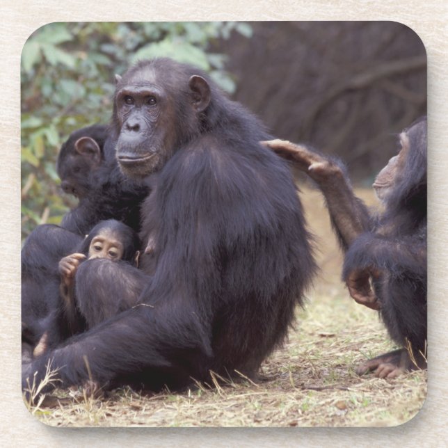 Afrika, Tansania, Gombe NP Säugling Untersetzer (Vorderseite)