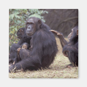Afrika, Tansania, Gombe NP Weibliches Jungtier Magnet
