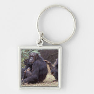 Afrika, Tansania, Gombe NP Weibliches Jungtier Schlüsselanhänger