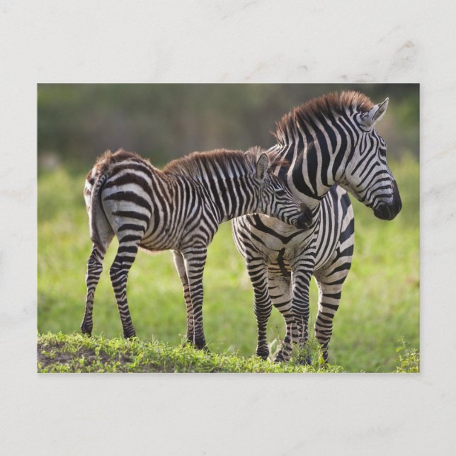 Afrika. Tansania Häufig Zebra Mutter und Kind Postkarte (Vorderseite)