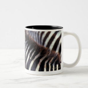 Afrika, Tansania, Herde von Zebras Zweifarbige Tasse
