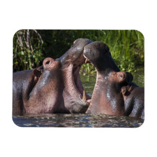 Afrika. Tansania Hippopotamus sparring Magnet