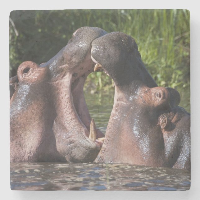 Afrika. Tansania Hippopotamus sparring Steinuntersetzer (Vorderseite)