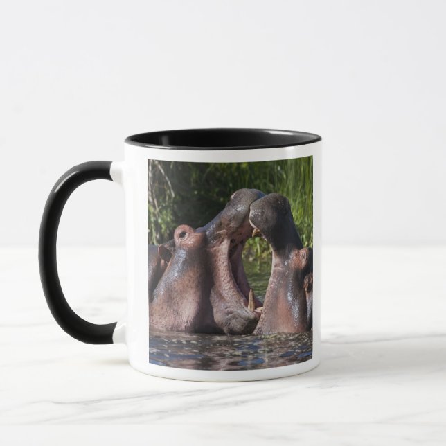 Afrika. Tansania Hippopotamus sparring Tasse (Links)