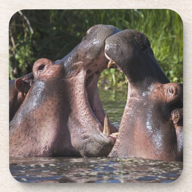 Afrika. Tansania Hippopotamus sparring Untersetzer (Vorderseite)