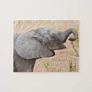 Afrika. Tansania. Junger Elefant im Tarangire