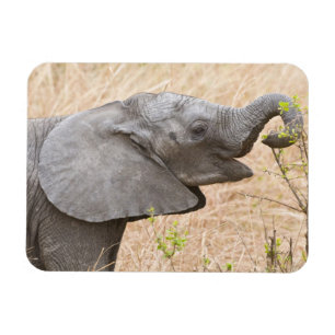 Afrika. Tansania. Junger Elefant im Tarangire Magnet