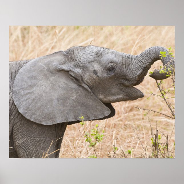 Afrika. Tansania. Junger Elefant im Tarangire Poster (Vorne)