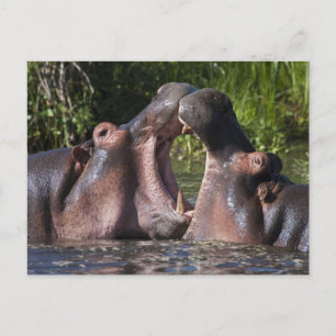Afrika. Tansania. Kampf zwischen Nilpferden Postkarte
