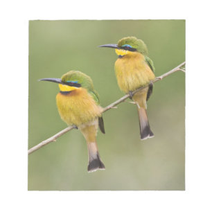 Afrika. Tansania. Kleine Bienenfresser bei Manyara Notizblock