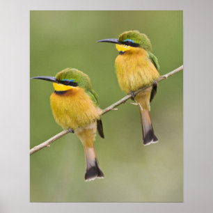 Afrika. Tansania. Kleine Bienenfresser bei Manyara Poster
