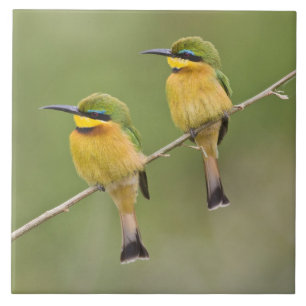 Afrika. Tansania. Kleine Spinte bei Manyara Fliese