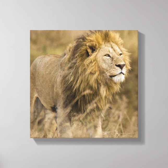 Afrika. Tansania Male Lion in Ngorongoro Leinwanddruck (Vorderseite)