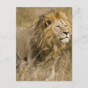 Afrika. Tansania Male Lion in Ngorongoro Postkarte