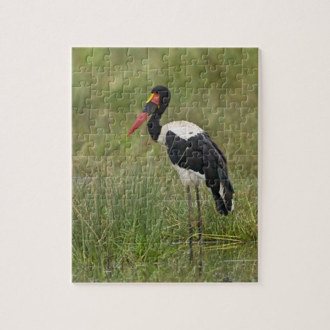 Afrika. Tansania Male Saddle-Lakai Stork (Vertikal)