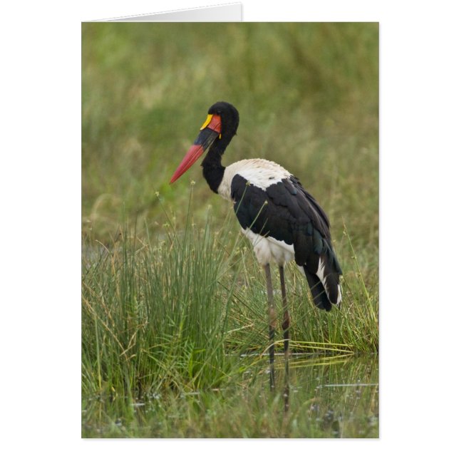 Afrika. Tansania Male Saddle-Lakai Stork (Vorne)