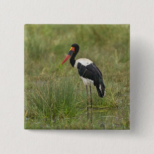 Afrika. Tansania Male Saddle-Lakai Stork Button