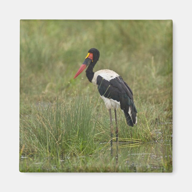 Afrika. Tansania Male Saddle-Lakai Stork Magnet (Vorne)