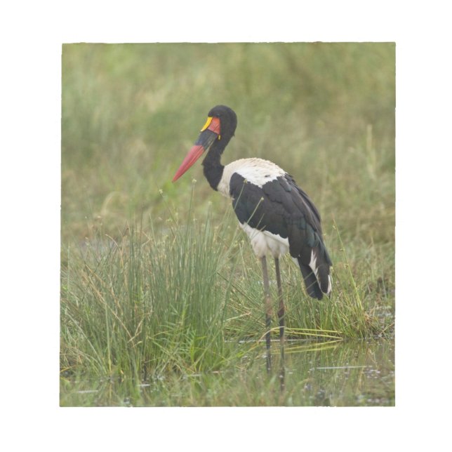 Afrika. Tansania Male Saddle-Lakai Stork Notizblock (Vorderseite)