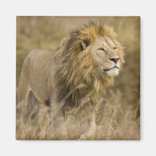 Afrika. Tansania. Männlicher Löwe im Ngorongoro Magnet