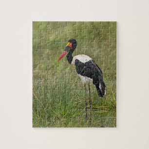 Afrika. Tansania. Männlicher Sattelstorch