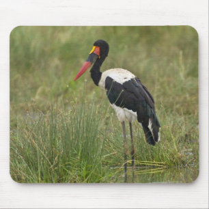 Afrika. Tansania. Männlicher Sattelstorch Mousepad