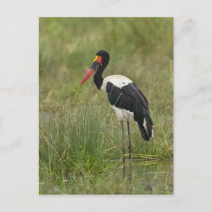 Afrika. Tansania. Männlicher Sattelstorch Postkarte