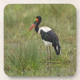 Afrika. Tansania. Männlicher Sattelstorch Untersetzer