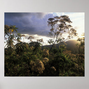 Afrika, Tansania, Ngorongoro-Schutzgebiet, Poster