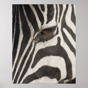 "Afrika, Tansania, Schutzgebiet Ngorongoro" Poster