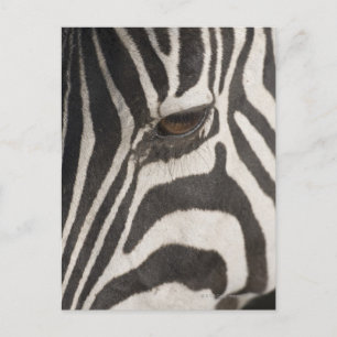 "Afrika, Tansania, Schutzgebiet Ngorongoro" Postkarte