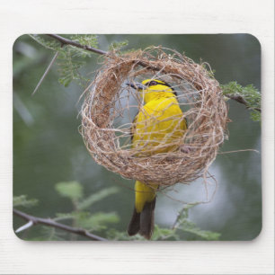 Afrika. Tansania Schwarzer Necked Weaver Mousepad