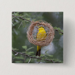 Afrika. Tansania. Schwarznackenweber-Weibchen Button