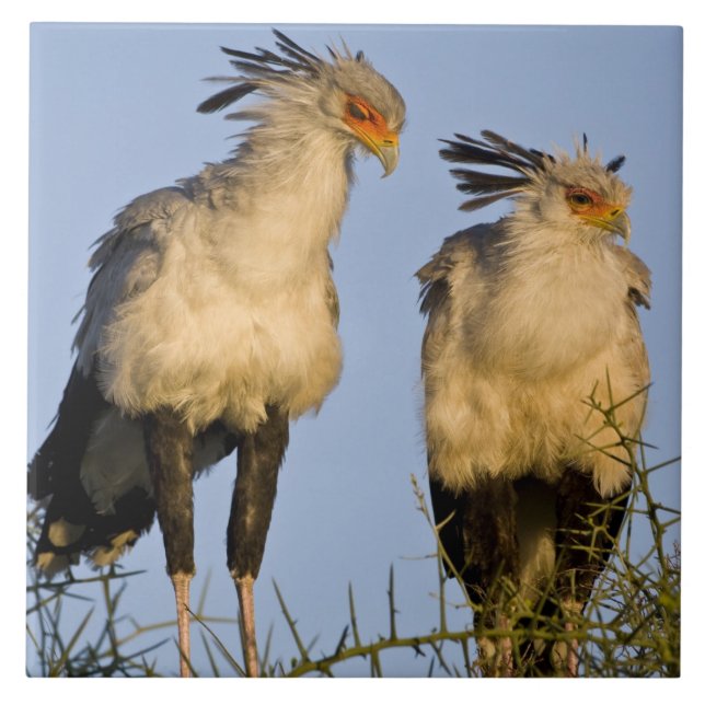 Afrika. Tansania Secretary Birds at Ndutu Fliese (Vorderseite)