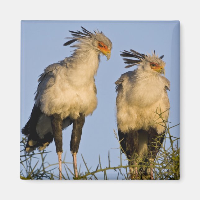 Afrika. Tansania Secretary Birds at Ndutu Magnet (Vorne)