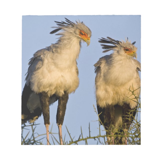 Afrika. Tansania Secretary Birds at Ndutu Notizblock (Vorderseite)