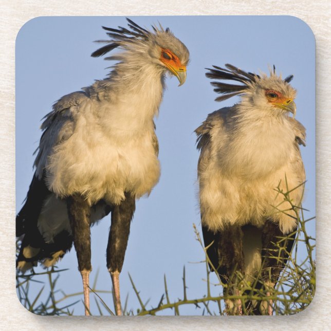 Afrika. Tansania Secretary Birds at Ndutu Untersetzer (Vorderseite)
